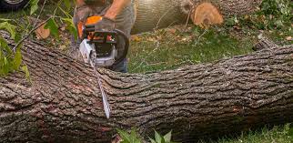 Professional  Tree Services in Karns, TN